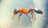  (Tetraponera rufonigra - tetraP1)  @12 [ ] CreativeCommons - Attribution Share-Alike (2018) Unspecified Government College University Lahore