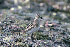  (Calidris bairdii - RCA 88-7)  @13 [ ] Unspecified (default): All Rights Reserved  Unspecified Unspecified