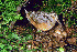  (Scolopax minor - JAD 7524)  @13 [ ] Unspecified (default): All Rights Reserved  Unspecified Unspecified