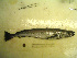  (Merluccius productus - 04HBL008056)  @14 [ ] CreativeCommons - Attribution (2007) Unspecified Centre for Biodiversity Genomics