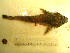  ( - 04HBL008078)  @13 [ ] CreativeCommons - Attribution (2007) Unspecified Centre for Biodiversity Genomics