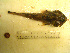 ( - 04HBL008079)  @13 [ ] CreativeCommons - Attribution (2007) Unspecified Centre for Biodiversity Genomics