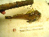  ( - 04HBL008080)  @13 [ ] CreativeCommons - Attribution (2007) Unspecified Centre for Biodiversity Genomics
