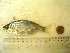  ( - 04HBL008095)  @14 [ ] CreativeCommons - Attribution (2007) Unspecified Centre for Biodiversity Genomics