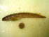  ( - 04HBL008096)  @13 [ ] CreativeCommons - Attribution (2007) Unspecified Centre for Biodiversity Genomics