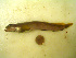  ( - 04HBL008097)  @13 [ ] CreativeCommons - Attribution (2007) Unspecified Centre for Biodiversity Genomics