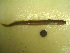  ( - 04HBL008099)  @13 [ ] CreativeCommons - Attribution (2007) Unspecified Centre for Biodiversity Genomics