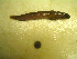  ( - 04HBL008106)  @13 [ ] CreativeCommons - Attribution (2010) Unspecified Centre for Biodiversity Genomics
