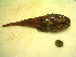  ( - 04HBL008113)  @13 [ ] CreativeCommons - Attribution (2007) Unspecified Centre for Biodiversity Genomics