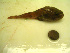  ( - 04HBL008114)  @13 [ ] CreativeCommons - Attribution (2007) Unspecified Centre for Biodiversity Genomics