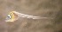  ( - CCDB-13979_A09)  @11 [ ] Copyright (2013) Allan D. Connell Unspecified