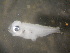  ( - CCDB-17645_A12)  @11 [ ] Copyright (2013) Allan D. Connell Unspecified
