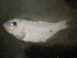  ( - CCDB-17645_B09)  @11 [ ] Copyright (2013) Allan D. Connell Unspecified