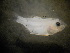 ( - CCDB-17645_B09)  @11 [ ] Copyright (2013) Allan D. Connell Unspecified