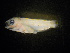  ( - CCDB-17645_C08)  @14 [ ] Copyright (2013) Allan D. Connell Unspecified