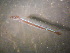 (Remora australis - CCDB-17646_G05)  @11 [ ] Copyright (2013) Allan D. Connell Unspecified