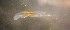  ( - CCDB-17646_G06)  @11 [ ] Copyright (2013) Allan D. Connell Unspecified