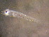  ( - CCDB-19034_H07)  @12 [ ] Copyright (2013) Allan D. Connell Unspecified