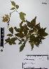  (Thouinia paucidentata - UADYTDH5)  @11 [ ]  CC BY-NC (Attribution-Non-Commercial)  Unspecified Unspecified