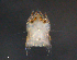  (Kramerella - BIOUG15124-G05)  @11 [ ] CreativeCommons - Attribution (2015) CBG Photography Group Centre for Biodiversity Genomics