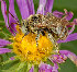  ( - UAIC1135052)  @11 [ ] (c) copyright (2019) Charles W. Melton Unspecified