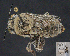  ( - UAIC1138802)  @11 [ ] by (2023) Glenn Seplak Arizona-Sonora Desert Museum