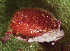  ( - UAIC1128866)  @11 [ ] (by) (2021) Wendy Moore University of Arizona Insect Collection