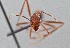  ( - UAIC1052002)  @11 [ ] by (2021) Wendy Moore University of Arizona Insect Collection