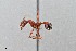  ( - UAIC1052002)  @11 [ ] by (2021) Wendy Moore University of Arizona Insect Collection