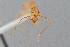  ( - UAIC1052009)  @11 [ ] by (2021) Wendy Moore University of Arizona Insect Collection