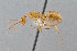  ( - UAIC1052009)  @11 [ ] by (2021) Wendy Moore University of Arizona Insect Collection