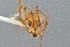  ( - UAIC1052010)  @11 [ ] by (2021) Wendy Moore University of Arizona Insect Collection