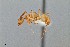  ( - UAIC1052010)  @11 [ ] by (2021) Wendy Moore University of Arizona Insect Collection