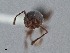  ( - UAIC1052015)  @11 [ ] by (2021) Wendy Moore University of Arizona Insect Collection