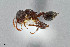  (Crematogaster dentinodis - UAIC1052017)  @11 [ ] by (2021) Wendy Moore University of Arizona Insect Collection