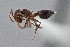 ( - UAIC1052024)  @11 [ ] by (2021) Wendy Moore University of Arizona Insect Collection
