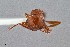  ( - UAIC1052025)  @11 [ ] by (2021) Wendy Moore University of Arizona Insect Collection