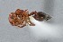  ( - UAIC1052025)  @11 [ ] by (2021) Wendy Moore University of Arizona Insect Collection