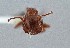 ( - UAIC1052026)  @11 [ ] by (2021) Wendy Moore University of Arizona Insect Collection