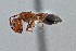  (Crematogaster opuntiae - UAIC1052026)  @11 [ ] by (2021) Wendy Moore University of Arizona Insect Collection