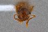  ( - UAIC1052029)  @11 [ ] by (2021) Wendy Moore University of Arizona Insect Collection