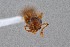  ( - UAIC1052029)  @11 [ ] by (2021) Wendy Moore University of Arizona Insect Collection