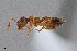  ( - UAIC1052029)  @11 [ ] by (2021) Wendy Moore University of Arizona Insect Collection