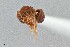  ( - UAIC1052033)  @11 [ ] by (2021) Wendy Moore University of Arizona Insect Collection