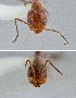  ( - UAIC1052039)  @11 [ ] by (2021) Wendy Moore University of Arizona Insect Collection