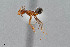  ( - UAIC1052039)  @11 [ ] by (2021) Wendy Moore University of Arizona Insect Collection