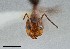  ( - UAIC1052039)  @11 [ ] by (2021) Wendy Moore University of Arizona Insect Collection