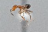  ( - UAIC1052039)  @11 [ ] by (2021) Wendy Moore University of Arizona Insect Collection