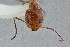  ( - UAIC1052039)  @11 [ ] by (2021) Wendy Moore University of Arizona Insect Collection