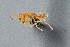  ( - UAIC1052051)  @11 [ ] by (2021) Wendy Moore University of Arizona Insect Collection